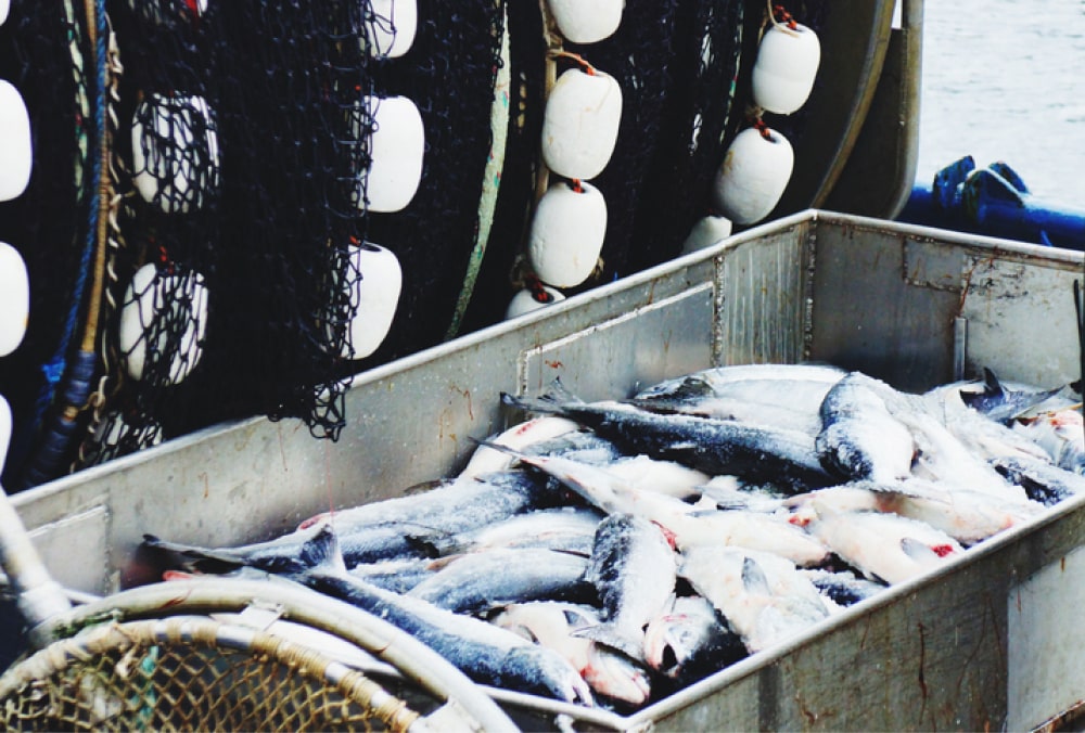 世界中から魚を厳選